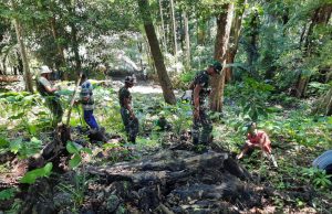 Satgas Pamtas Sektor Timur Bersama Masyarakat Mahen Tanam Ratusan Pohon Mahoni