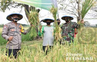Panen Raya Kolinlamil Dengan Warga Cibungin Bekasi